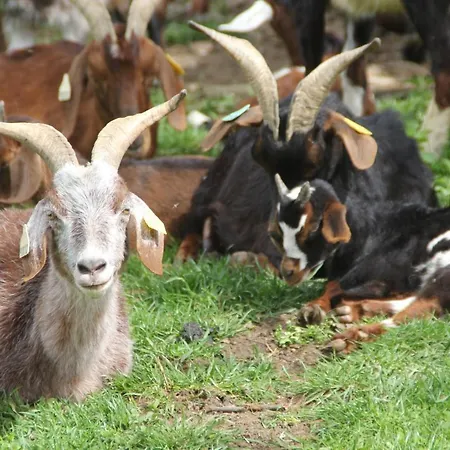 La Ch'tiote Meizou * Mazet-Saint-Voy